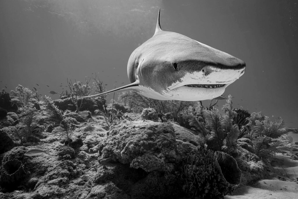 Shark Deterrent Technology improving weekly