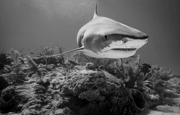 Shark Deterrent Technology improving weekly