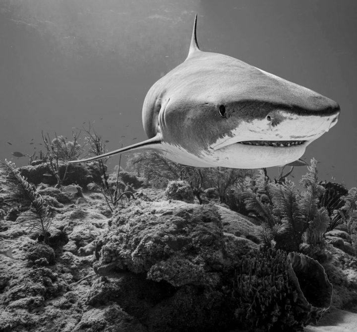 Shark Deterrent Technology improving weekly