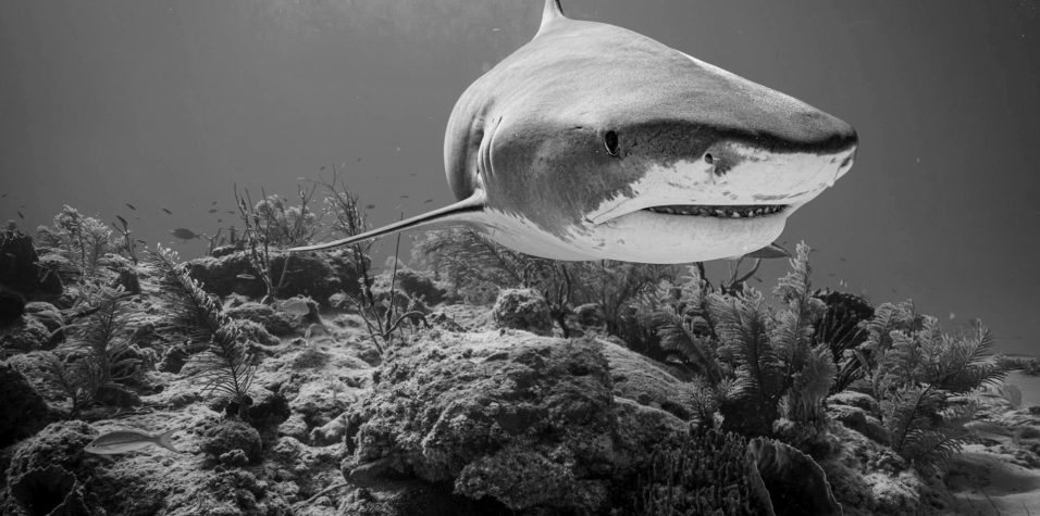 Shark Deterrent Technology improving weekly
